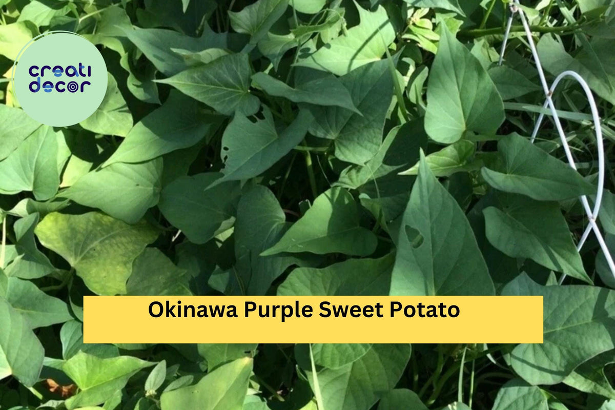 Okinawa Purple Sweet Potato Slips 10 Pack – Rooted Ipomoea batatas Heirloom Variety for Garden or Container Planting