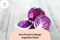 Bulk Red (Purple) Cabbage Seeds | Heirloom Brassica oleracea for Garden, Salad, and Cooking