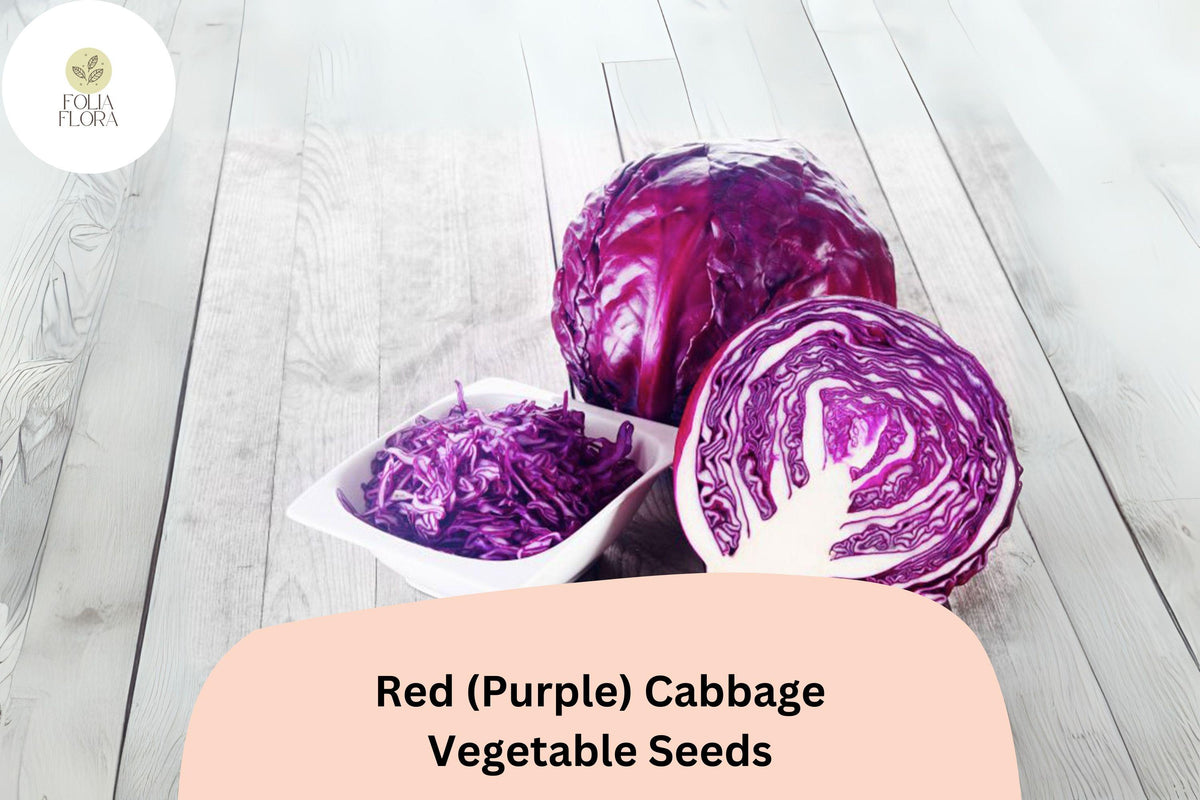 Bulk Red (Purple) Cabbage Seeds | Heirloom Brassica oleracea for Garden, Salad, and Cooking