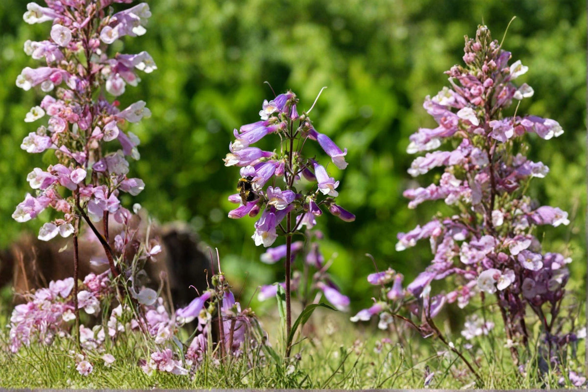 100 Hairy Beardtongue Seeds – Penstemon hirsutus Native Wildflower Pollinator Plant for Gardens & Prairie Restoration