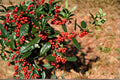 Chinese Holly Seeds, Ilex cornuta, Red Berry Evergreen Shrub, Ornamental Hedge, 500 mg