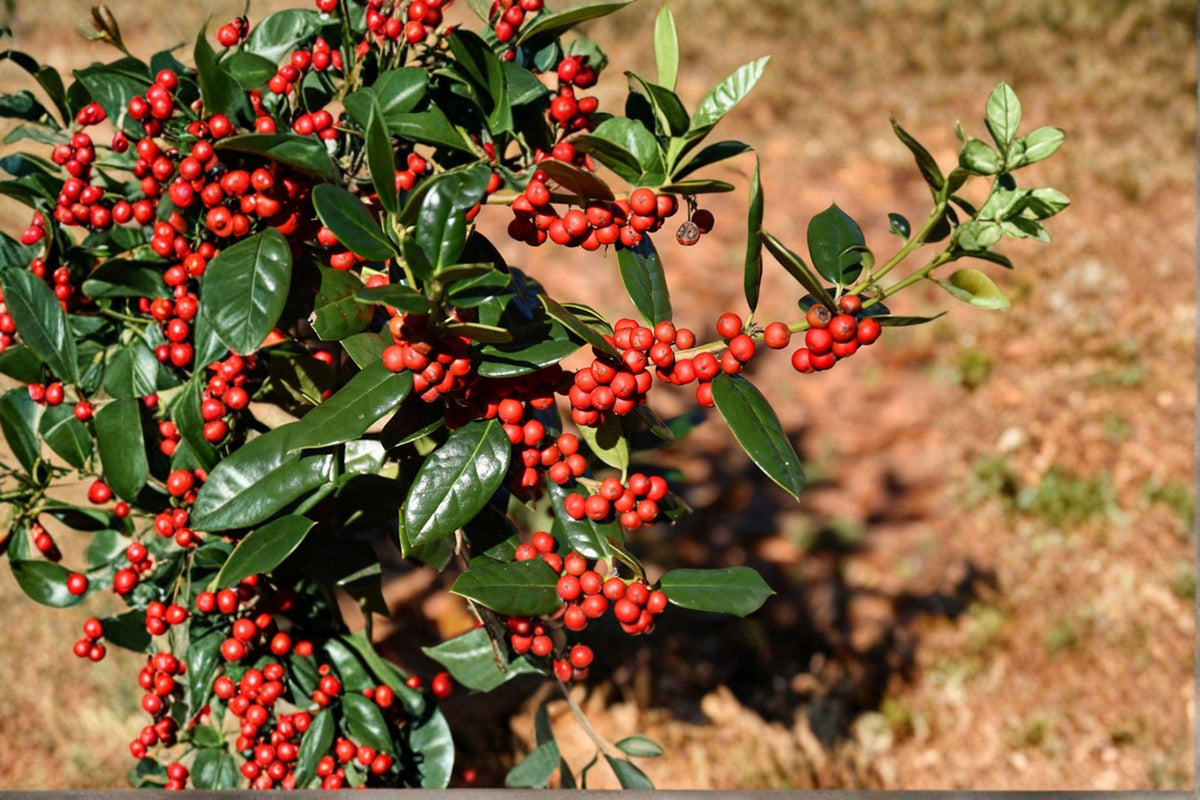 Chinese Holly Seeds, Ilex cornuta, Red Berry Evergreen Shrub, Ornamental Hedge, 500 mg