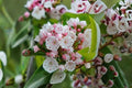 100 Mountain Laurel Seeds Kalmia latifolia Native Evergreen Shrub for Shade Gardens