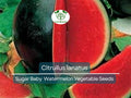 Sugar Baby Watermelon Seeds 1000 mg Heirloom Citrullus lanatus Compact Small Garden Fruit