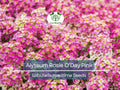 1000 Seeds Alyssum Rosie O’Day Pink Groundcover Non-GMO Fragrant Bee-Friendly Flowers for Borders & Containers