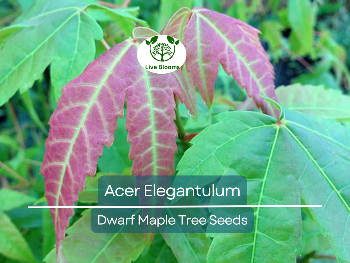 Acer Elegantulum Dwarf Maple Seeds for Bonsai, Landscaping & Gardens – Rare, Exotic Tree Seeds, Compact Foliage, Fall Colors