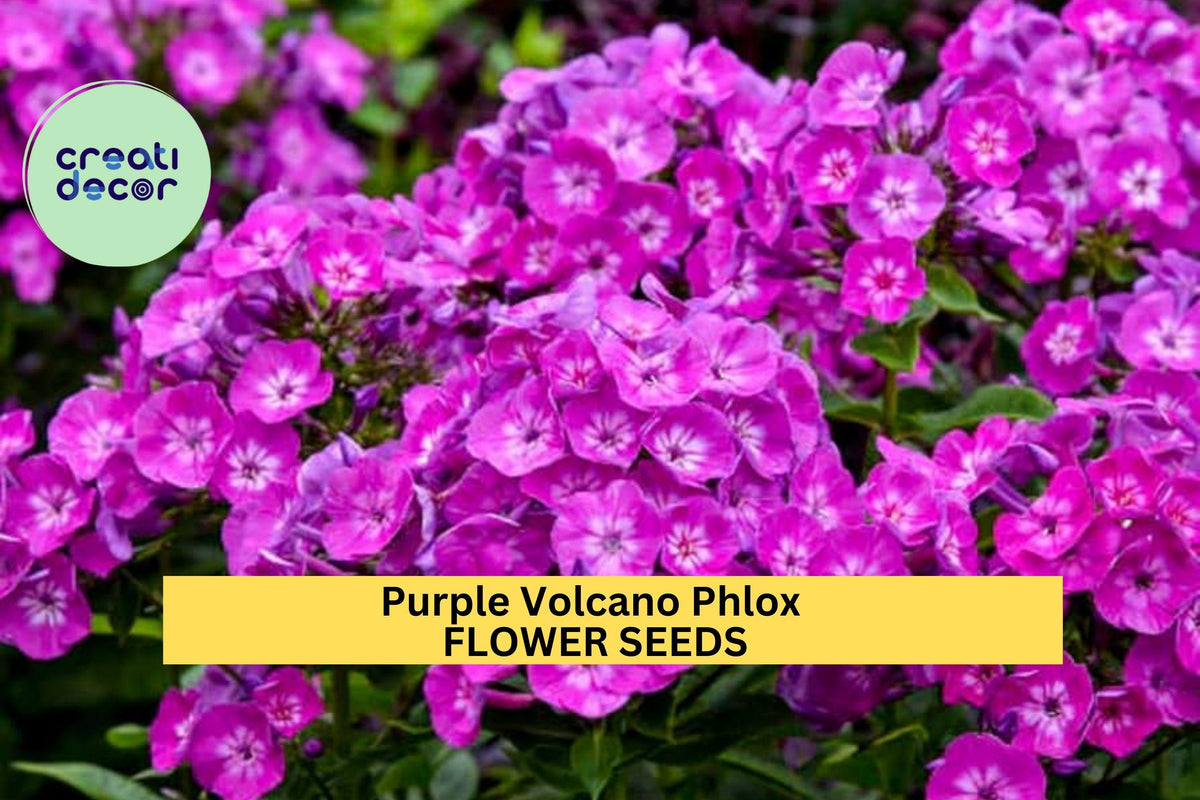 100+ Purple Volcano Phlox Seeds – Vivid Magenta-Purple Blooms for Garden Planting, Long-Blooming Perennials for Borders – USA