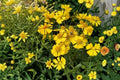 100 Autumn Sneezeweed Seeds – Helenium autumnale Native Wildflower Pollinator Plant Fall Blooms