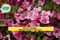 Minuet Weigela Live Cutting – Compact Rosy Pink Blooms – Weigela florida ‘Minuet’ Garden Shrub for Borders & Containers