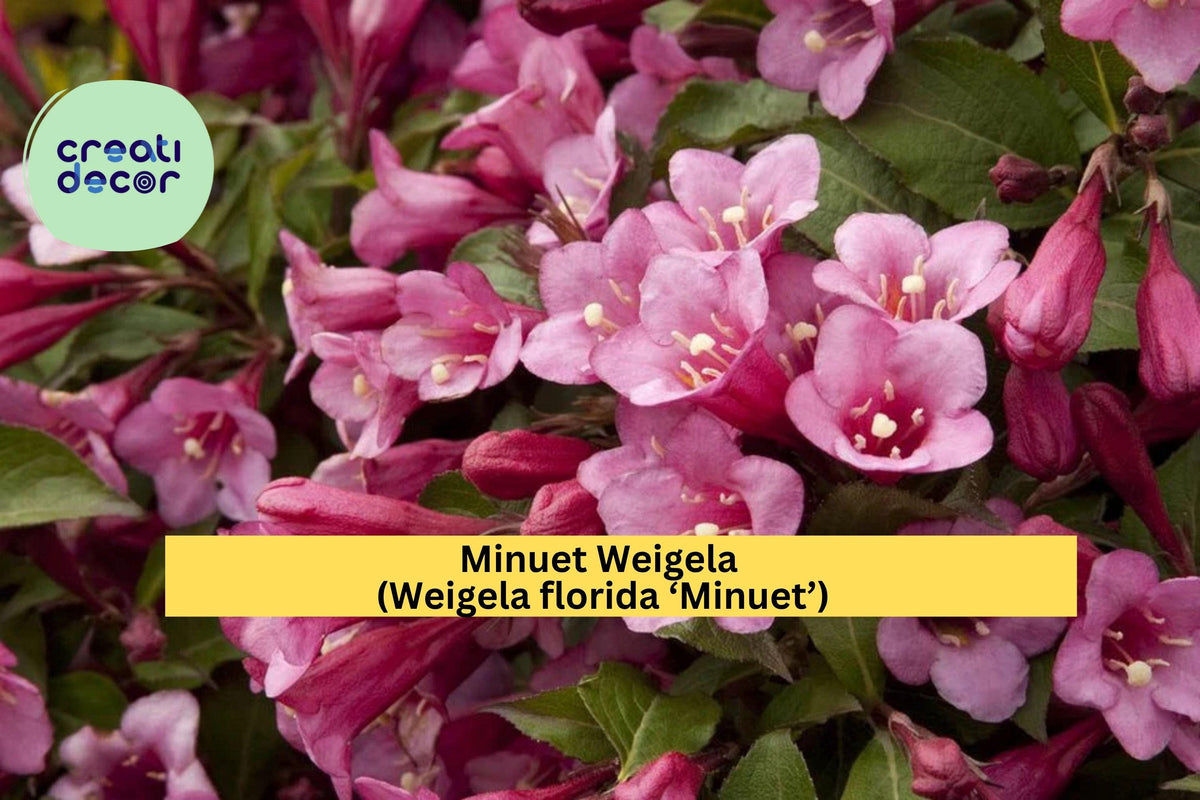 Minuet Weigela Live Cutting – Compact Rosy Pink Blooms – Weigela florida ‘Minuet’ Garden Shrub for Borders & Containers