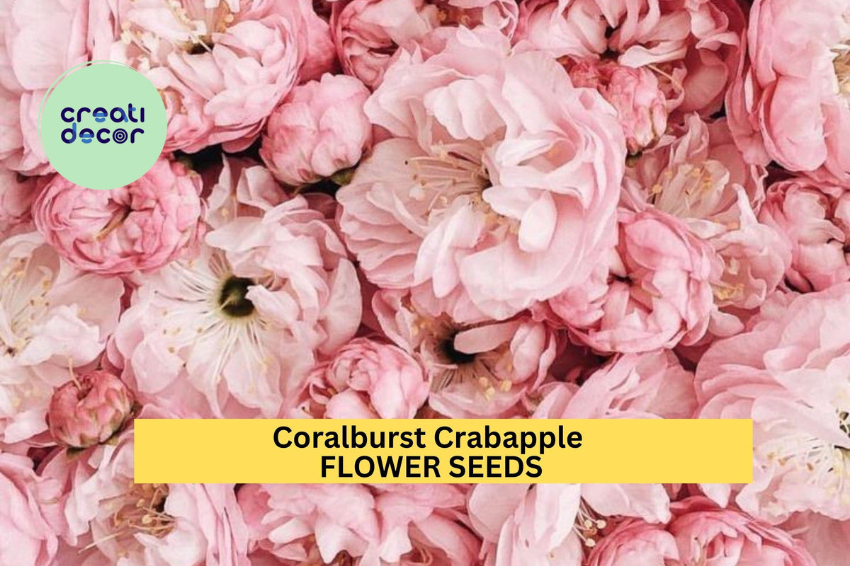 25+ Coralburst Crabapple Seeds – Compact Ornamental Tree with Pink Buds & Orange Fruit – Malus spp. for Garden Landscaping