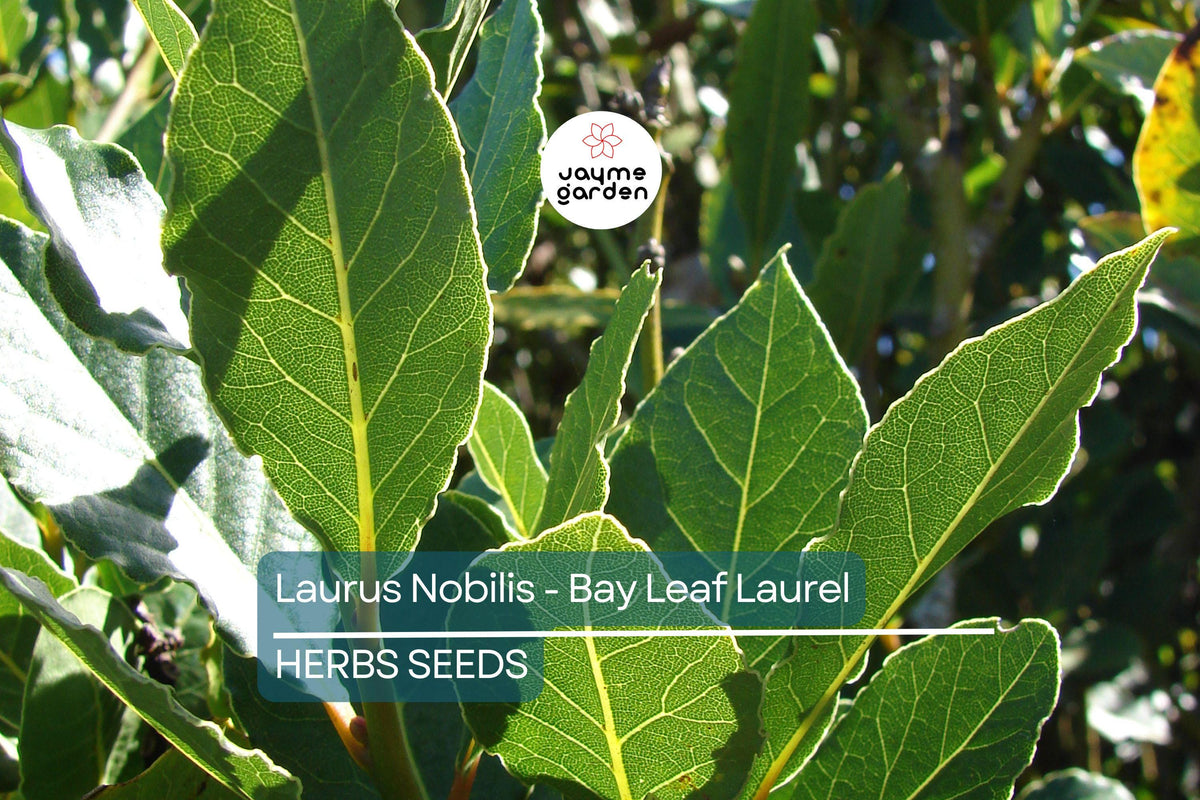 Laurus Nobilis Bay Leaf Laurel Seeds – Aromatic Evergreen Tree for Culinary & Ornamental Gardens