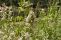 Catnip Seeds – Nepeta cataria, Aromatic Perennial Herb for Cats & Pollinators, 100 Seeds