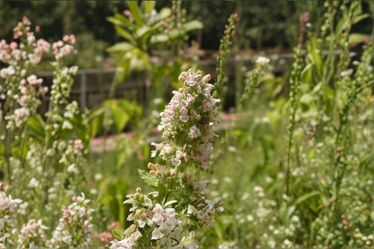 Catnip Seeds – Nepeta cataria, Aromatic Perennial Herb for Cats & Pollinators, 100 Seeds