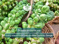 250 Seeds Long Island Improved Brussel Sprouts, Brassica oleracea, Heirloom Vegetable for Home Gardening & Cooking