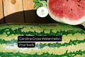 Citrullus lanatus Carolina Cross Watermelon Seeds – 50+ Giant Sweet Watermelons Up to 200 lbs