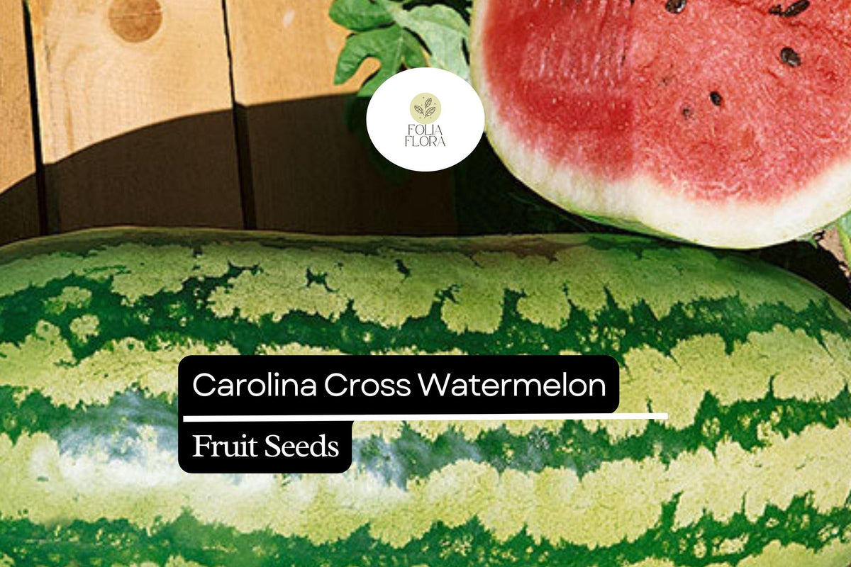 Citrullus lanatus Carolina Cross Watermelon Seeds – 50+ Giant Sweet Watermelons Up to 200 lbs