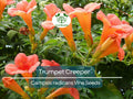 100 Flower Vine Seeds - Perennial Trumpet Creeper (Campsis radicans) Orange, Fast-Growing Climbing Plant for Gardens and Fences