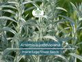 Artemisia Ludoviciana Seeds – Prairie Sage Herb, Drought-Tolerant Perennial, Native Plant, Fragrant Silver-Green Foliage, 30 mg Pack