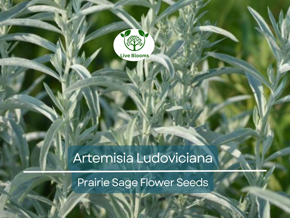 Artemisia Ludoviciana Seeds – Prairie Sage Herb, Drought-Tolerant Perennial, Native Plant, Fragrant Silver-Green Foliage, 30 mg Pack