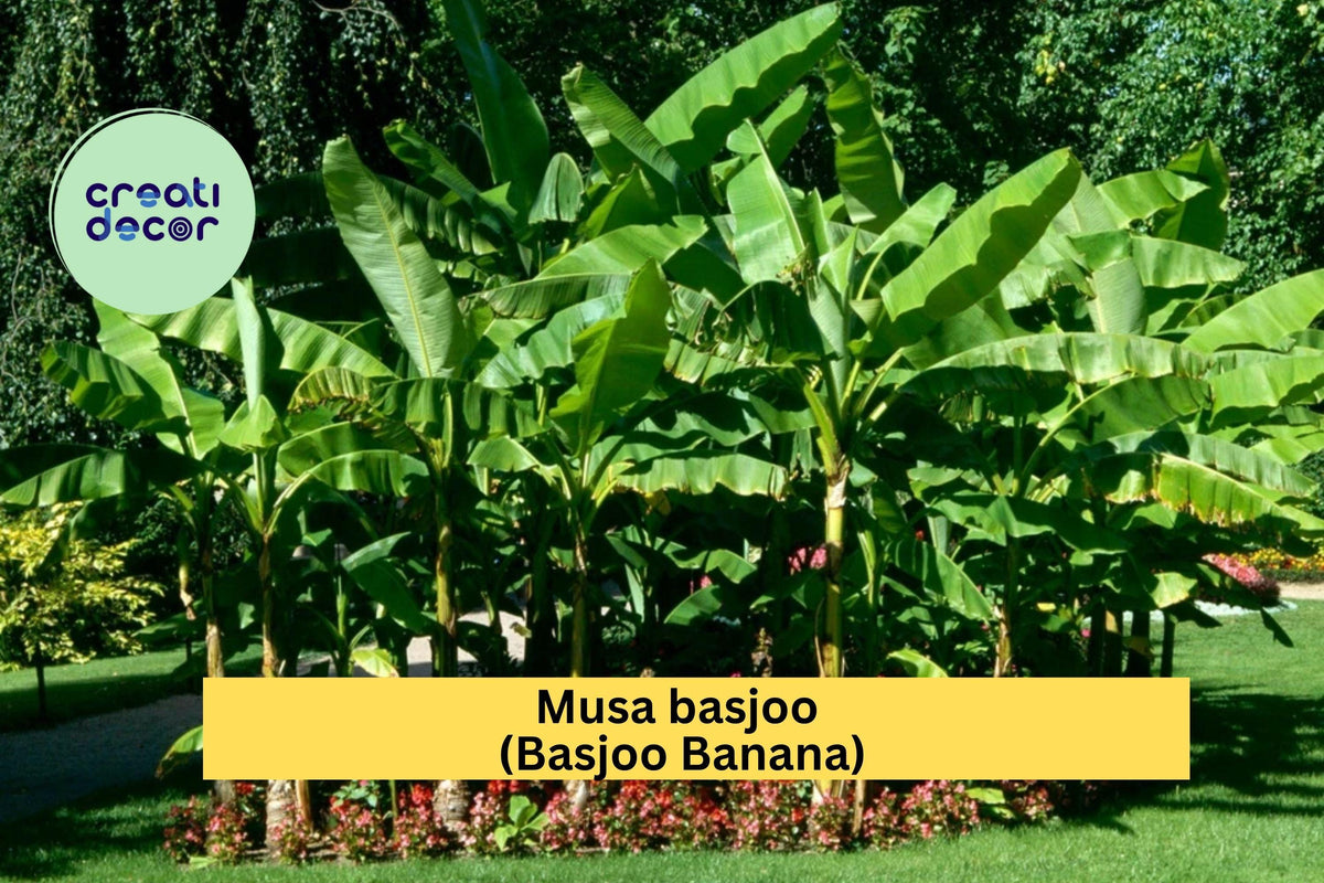 Cold Hardy Basjoo Banana Tree Starter Plant – Musa basjoo – Tropical Foliage for Garden & Patio Landscaping