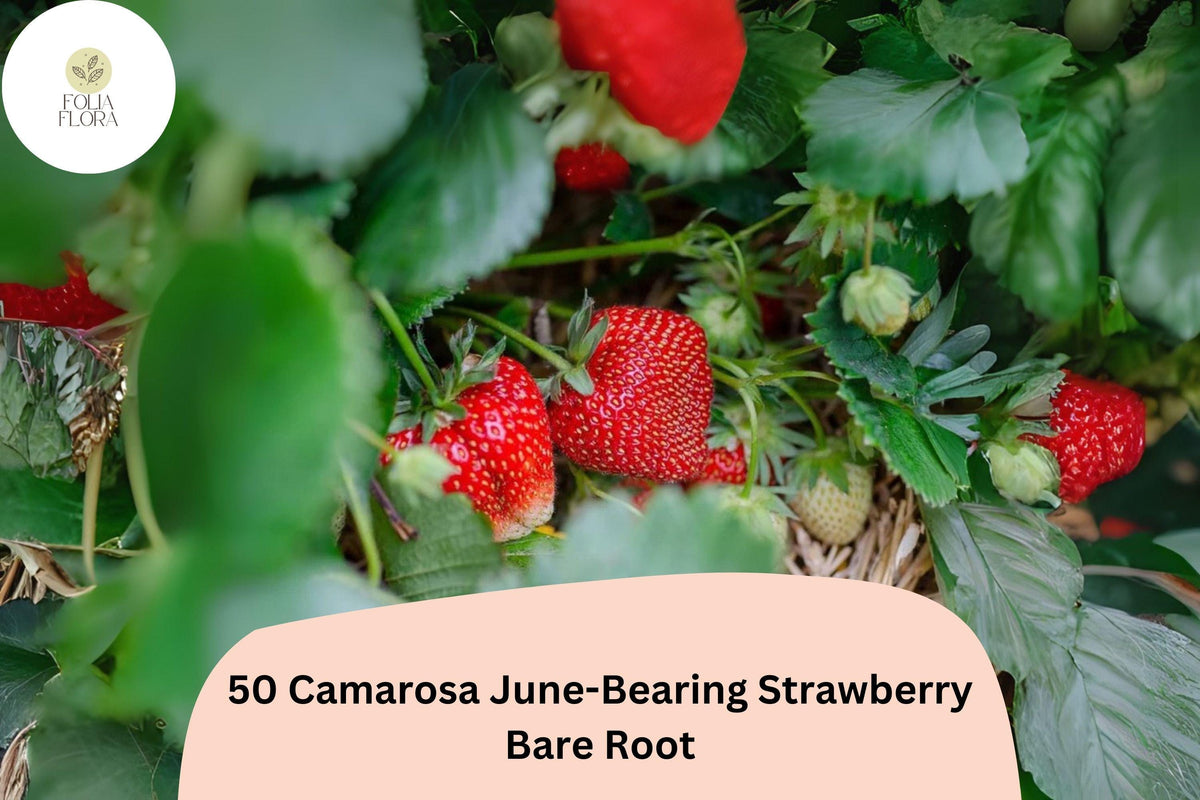 Camarosa Strawberry Plants | Live Bare Root | June-Bearing Fragaria × ananassa | Large Red Fruit, Non-GMO, Perennial Garden Fruit