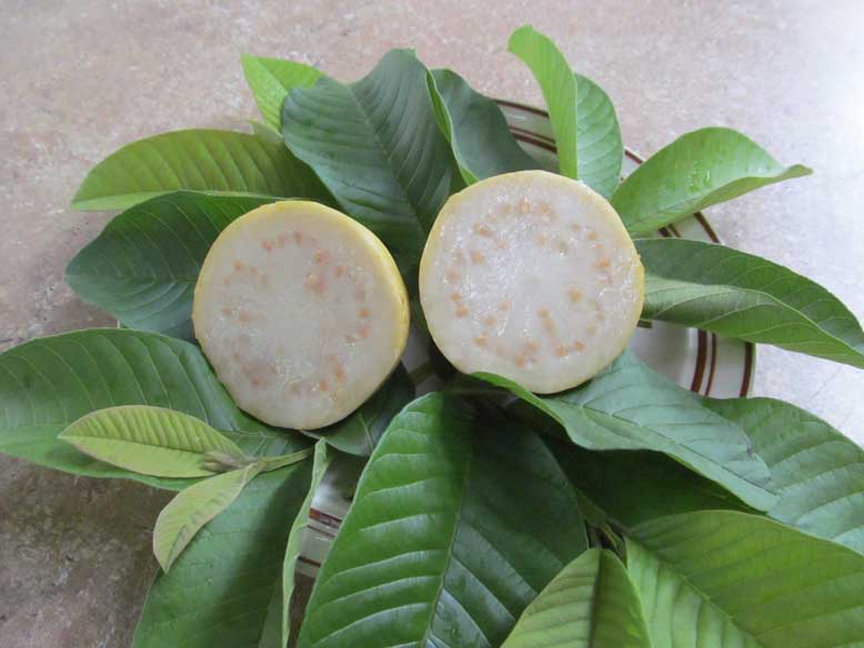 Peruvian White Guava Tree – Psidium guajava – Bare Root Starter – Sweet White Fruit – Self-Fertile Tropical Fruit Tree