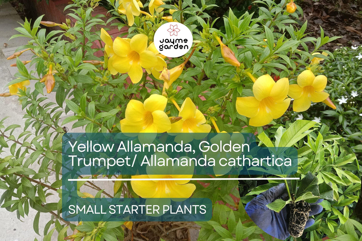 Yellow Allamanda Starter Plant - Golden Trumpet, Allamanda cathartica, Tropical Perennial with Bright Yellow Flowers