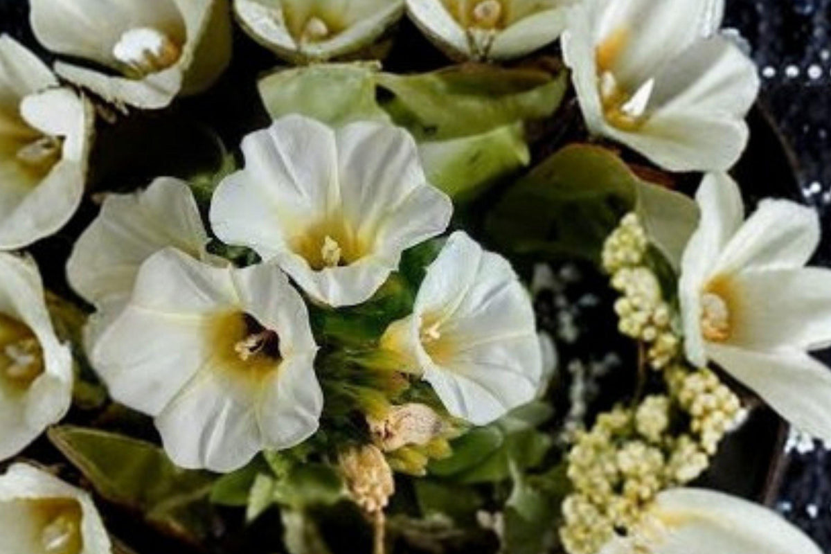 10 Seeds Rivea corymbosa Ololiuqui Tropical Flowering Vine, Morning Glory Relative, Ornamental Climber for Gardens