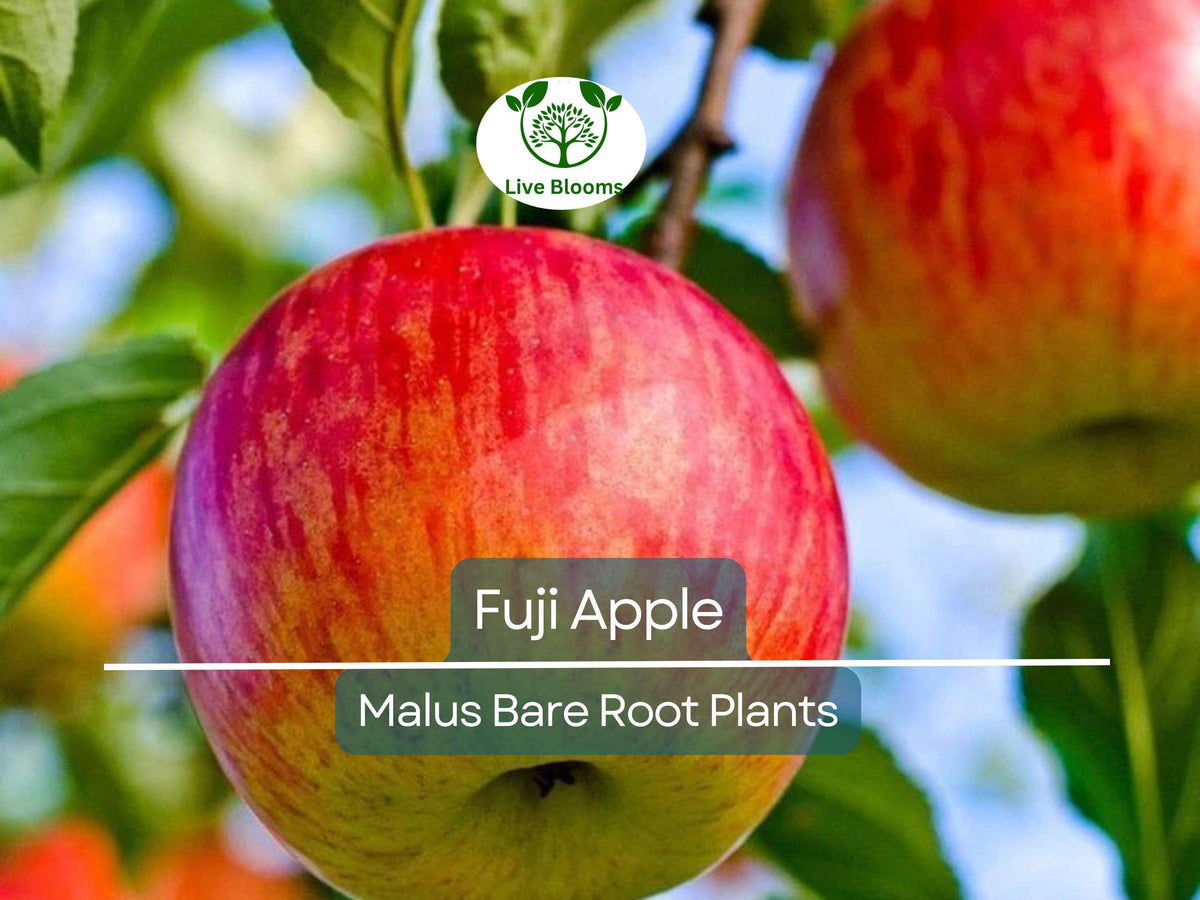 Fuji Apple Tree – Bare Root Fruit Tree – Sweet, Crisp Apples – Malus domestica ‘Fuji’ – Cold Hardy, Self-Fertile, Edible Landscape