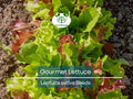 Gourmet Lettuce Seeds 1000 Pack | Mixed Salad Bowl Lettuce, Crisp & Fresh, Easy to Grow, Home Garden, Varied Leaf Types