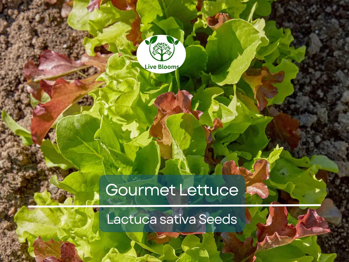 Gourmet Lettuce Seeds 1000 Pack | Mixed Salad Bowl Lettuce, Crisp & Fresh, Easy to Grow, Home Garden, Varied Leaf Types