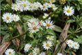 Heath Aster Seeds | Symphyotrichum pilosus | Native Fall Wildflower with White Blooms | Pollinator Attractant | 100 Seeds
