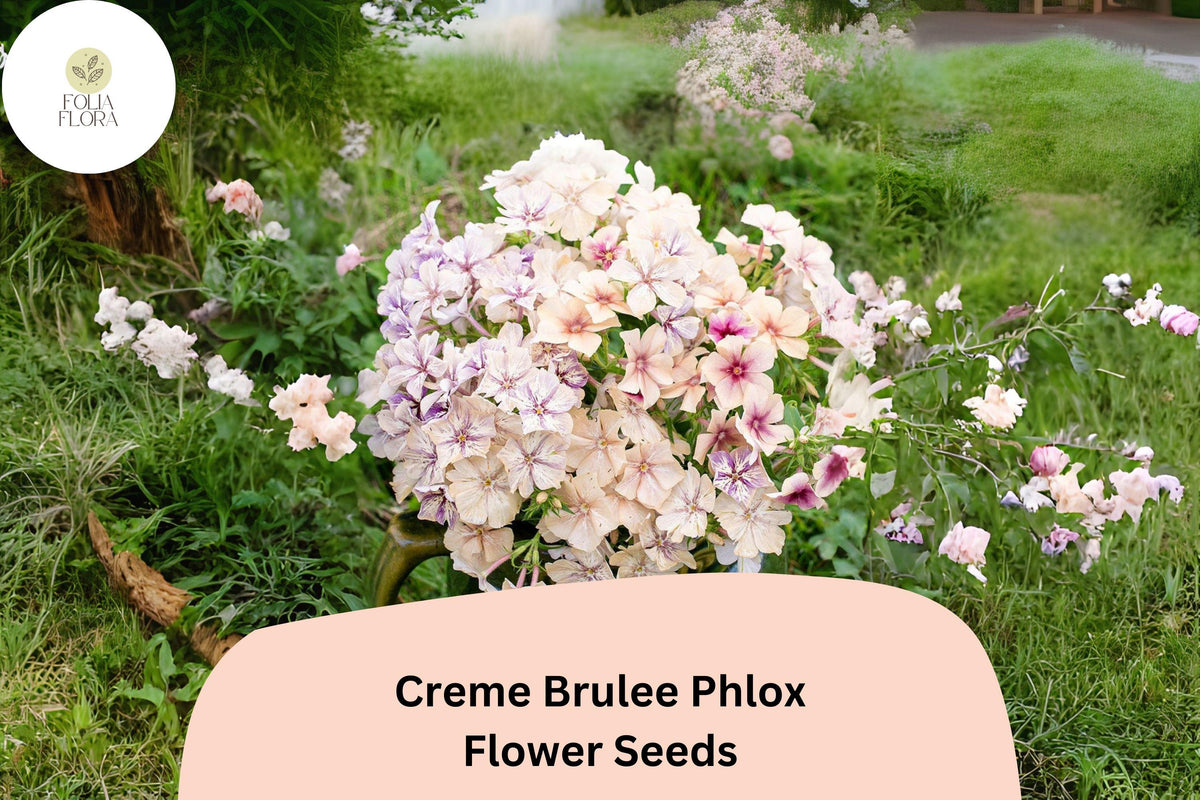 Crème Brulee Phlox Seeds – Annual Flower Seeds for Garden Beds, Borders & Containers – Phlox drummondii with Creamy Yellow Blooms