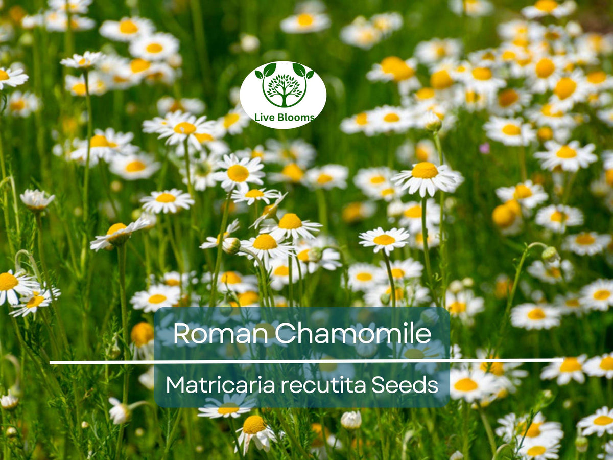 Roman Chamomile Seeds – 500 Non-GMO Heirloom Perennial Herb for Tea, Aromatic Garden, Matricaria recutita