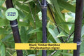 Black Bamboo Rhizomes – Live Bare Root Phyllostachys nigra for Landscaping, Privacy, and Containers (2 Plants)