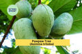 Pawpaw Tree Live Seedling | Native Asimina triloba Fruit Tree | Edible Perennial for USDA Zones 5-9