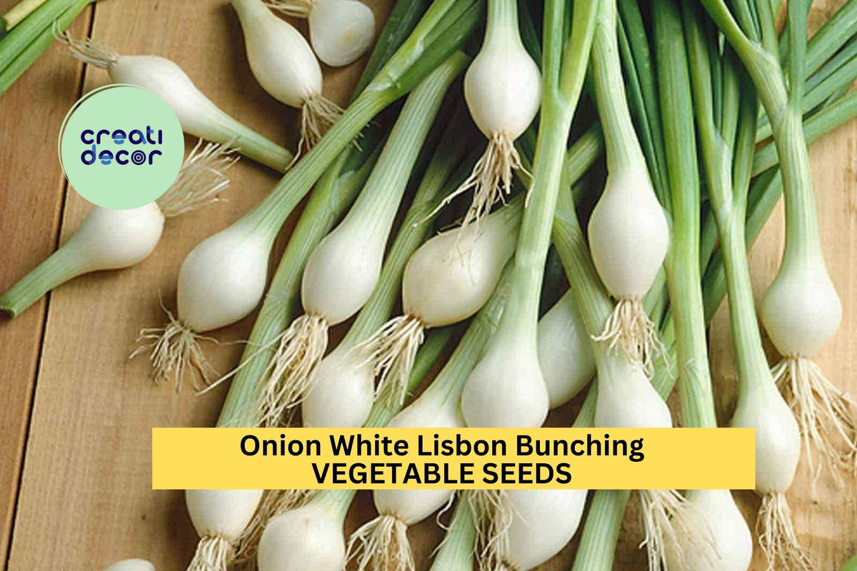 3pcs White Lisbon Bunching Onion Seeds – Mild Green Scallions, Fast-Growing Allium fistulosum for Gardens & Containers