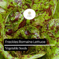 1000 Freckles Romaine Lettuce Seeds – Heirloom, Non-GMO, Red and Green Speckled Leaves, Lactuca sativa