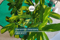 Live Ctenanthe Lubbersiana ‘Never Never Plant’ – Variegated Prayer Plant, Indoor Tropical Houseplant, Pet-Friendly, Easy Care