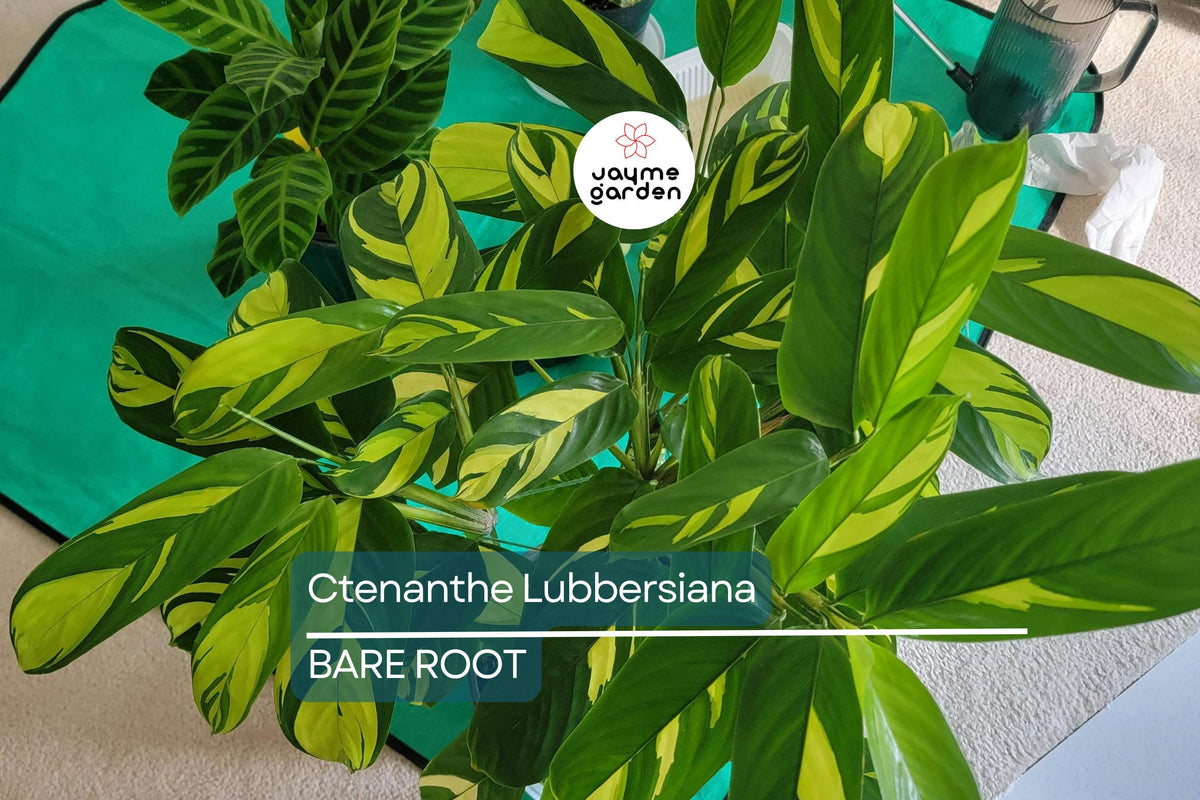 Live Ctenanthe Lubbersiana ‘Never Never Plant’ – Variegated Prayer Plant, Indoor Tropical Houseplant, Pet-Friendly, Easy Care
