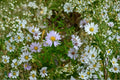 Symphyotrichum praealtum Willow Aster Seeds – Native Wildflower for Pollinator Gardens, Lavender to Purple Daisy Flowers