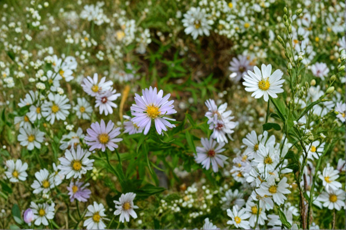 Symphyotrichum praealtum Willow Aster Seeds – Native Wildflower for Pollinator Gardens, Lavender to Purple Daisy Flowers