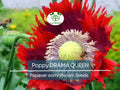 1000 Seeds Poppy Drama Queen Breadseed Red Purple Frilled Edges Ornamental Edible Flower Bed Plant Papaver somniferum