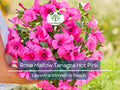 100 Seeds Rose Mallow Tanagra Hot Pink Perennial Flower Seeds, Pollinator Attractor, Non-GMO, Hardy Garden Plant