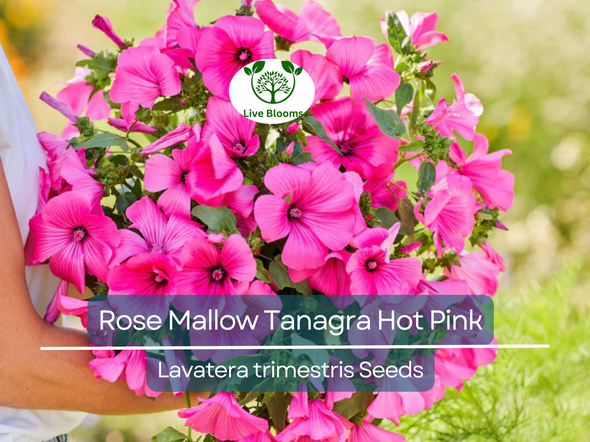 100 Seeds Rose Mallow Tanagra Hot Pink Perennial Flower Seeds, Pollinator Attractor, Non-GMO, Hardy Garden Plant