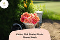 100+ Pink Zinnia Seeds – Cactus Flowering Annual for Borders & Cut Flowers – Zinnia elegans ‘Cactus Pink Shades’