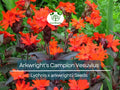 25 Seeds Arkwright's Campion Vesuvius Perennial Red Flowers Hummingbird & Pollinator Friendly Non-GMO