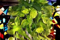 Fernando Fire Pothos Cuttings, Variegated Epipremnum aureum, Indoor Houseplant, No Roots, Tropical Vine