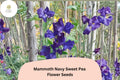 Mammoth Navy Sweet Pea Seeds | Climbing Flower Vine | Lathyrus odoratus | 50+ Untreated Seeds